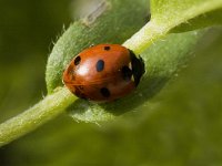 Coccinella septempunctata 39, Zevenstippelig lieveheersbeestje, Saxifraga-Jan van der Straaten