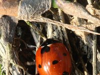 Coccinella septempunctata 41, Zevenstippelig lieveheersbeestje, Saxifraga-Rutger Barendse