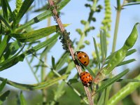 Coccinella septempunctata 43, Zevenstippelig lieveheersbeestje, Saxifraga-Mark Zekhuis