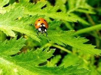 Coccinella septempunctata 44, Zevenstippelig lieveheersbeestje, Saxifraga-Bart Vastenhouw