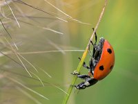 Coccinella septempunctata 45, Zevenstippelig Lieveheersbeestje, Saxifraga-Tom Heijnen