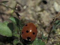 Coccinella septempunctata 15, Zevenstippelig lieveheersbeestje, Saxifraga-Frits Bink