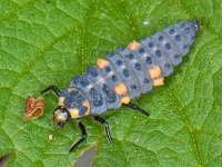 Coccinella septempunctata 26, Zevenstippelig lieveheersbeestje, Saxifraga-Ab H Baas