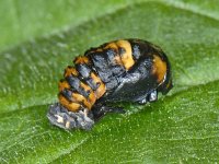 Coccinella septempunctata #07633 : Coccinella septempunctata, seven-spotted ladybug, Zevenstippelig lieveheersbeestje, Pupa