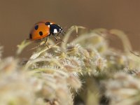 Coccinella septempunctata 42, Zevenstippelig lieveheersbeestje, Saxifraga-Mark Zekhuis