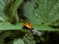 Coccinella septempunctata 5, Zevenstippelig lieveheersbeestje, Saxifraga-Pieter van Breugel