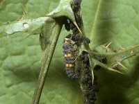 Coccinella septempunctata 9, Zevenstippelig lieveheersbeestje, larva, Saxifraga-Pieter van Breugel