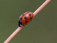 Coccinella undecimpunctata 3, Elfstippelig Lieveheersbeestje, Saxifraga-Peter Meininger