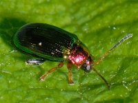 Crepidodera aurata 2, Gouden wilgenaardvlo, Saxifraga-Ab H Baas