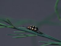 Crioceris asparagi 2, Blauwe aspergekever, Saxifraga-Frits Bink