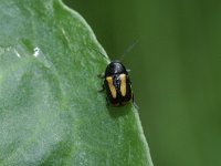 Cryptocephalus vittatus 3, Gestreept steilkopje, Saxifraga-Rutger Barendse