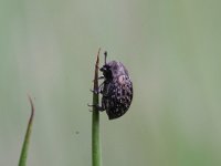 Cytilus sericeus