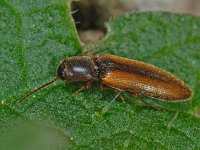 Dalopius marginatus 2, Gerande kniptor, Saxifraga-Ab H Baas