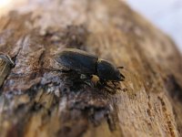 Dorcus parallelipipedus 4, Klein vliegend hert, Saxifraga-Al Vrezec