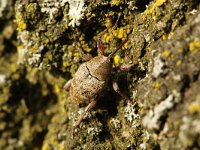 Dorytomus longimanus 2, Langsprietpopulierensnuittor, Saxifraga-Rutger Barendse