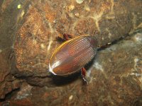 Dytiscus dimidiatus 3, Veengeelgerande waterroofkever, Saxifraga-Al Vrezec