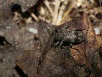 Exocentrus adspersus 2 cf, Saxifraga-Rutger Barendse