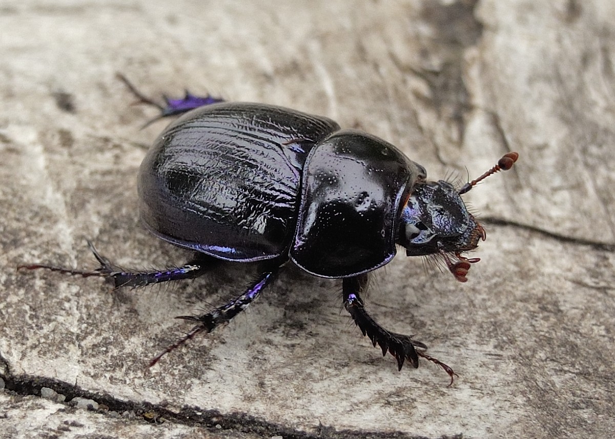 Geotrupes stercorosus