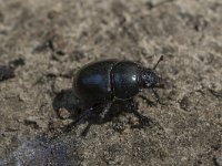 Geotrupes stercorosus 2, Bosmestkever, Saxifraga-Willem van Kruijsbergen