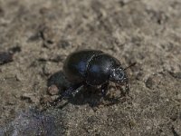 Geotrupes stercorosus 3, Bosmestkever, Saxifraga-Willem van Kruijsbergen