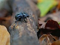 Geotrupes stercorosus 6, Bosmestkever, Saxifraga-Tom Heijnen