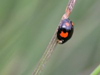 Harmonia axyridis f spectabilis 2, Viervlekkig Aziatisch lieveheersbeestje, Saxifraga-Tom Heijnen