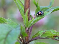 Harmonia axyridis f spectabilis 5, Viervlekkig Aziatisch lieveheersbeestje, Saxifraga-Tom Heijnen