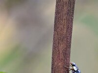 Harmonia axyridis f spectabilis 6, Viervlekkig Aziatisch lieveheersbeestje, Saxifraga-Tom Heijnen