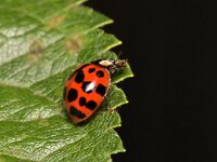 Harmonia axyridis f succinea 10, Veelstippelig Aziatisch lieveheersbeestje, Saxifraga-Tom Heijnen