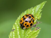 Harmonia axyridis f succinea 12, Veelstippelig Aziatisch lieveheersbeestje, Saxifraga-Tom Heijnen