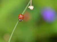 Harmonia axyridis f succinea 2, Veelstippelig Aziatisch lieveheersbeestje, Saxifraga-Tom Heijnen