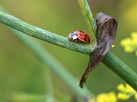 Harmonia axyridis f succinea 3, Veelstippelig Aziatisch lieveheersbeestje, Saxifraga-Tom Heijnen