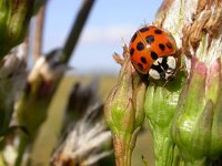 Harmonia axyridis 24, Aziatisch lieveheersbeestje, Saxifraga-Peter Meininger