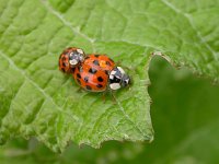 Harmonia axyridis 26, Aziatisch lieveheersbeestje, Saxifraga-Peter Meininger