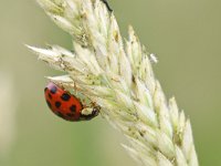 Harmonia axyridis 54, Veelkleurig Aziatisch lieveheersbeestje, Saxifraga-Tom Heijnen