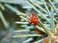 Harmonia quadripuncta 2, Harlekijnlieveheersbeestje, Saxifraga-Foto Fitis-Sytske Dijksen