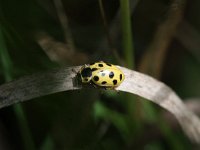 Hippodamia tredecimpunctata 4, Dertienstippelig lieveheersbeestje, Saxifraga-Rutger Barendse