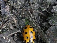 Hippodamia tredecimpunctata 5, Dertienstippelig lieveheersbeestje, Saxifraga-Rutger Barendse