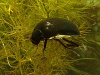 Hydrophilus piceus 2, Grote spinnende watertor, Saxifraga-Kees Marijnissen