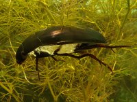 Hydrophilus piceus 3, Grote spinnende watertor, Saxifraga-Kees Marijnissen