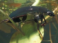 Hydrophilus piceus 9, Grote spinnende watertor, male, Saxifraga-Frits Bink