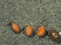 Leptinotarsa decemlineata 16, Coloradokever, pupa, Saxifraga-Frits Bink