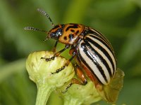 Leptinotarsa decemlineata #08768    : Leptinotarsa decemlineata, Colorado Potato Beetle, Coloradokever