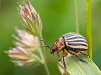 Leptinotarsa decemlineata 1  Colorado beetle (Leptinotarsa decemlineata) climbing through the vegetation : Chrysomelidae, Leptinotarsa, agriculture, beetle, black, choice, close, color, colorado, crop, culture, damaged, decemlineata, eating, farm, field, focus, garden, gardening, greed, green, indigenous, insects, leaf, macro, obsessive, outdoors, pest, potato, prepared, rural