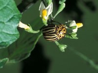 Leptinotarsa decemlineata 2, Coloradokever, Saxifraga-Frits Bink