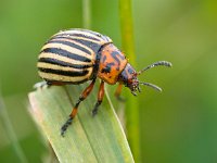 Leptinotarsa decemlineata sitting  Colorado beetle (Leptinotarsa decemlineata) sitting on leaf : Chrysomelidae, Leptinotarsa, agriculture, beetle, black, choice, close, color, colorado, crop, culture, damaged, decemlineata, eating, farm, field, focus, garden, gardening, greed, green, indigenous, insects, leaf, macro, obsessive, outdoors, pest, potato, prepared, rural