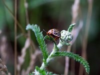 Leptinotarsa decemlineata 22, Coloradokever, Saxifraga-Bart Vastenhouw