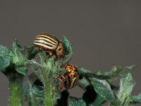 Leptinotarsa decemlineata 3, Coloradokever, Saxifraga-Frits Bink