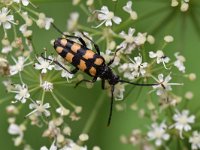 Leptura quadrifasciata 10, Gevlekte smalboktor, Saxifraga-Luuk Vermeer