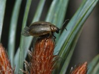 Lochmaea suturalis 3, Heidekever, Saxifraga-Rutger Barendse